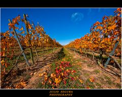 Viñedos : Garnacha