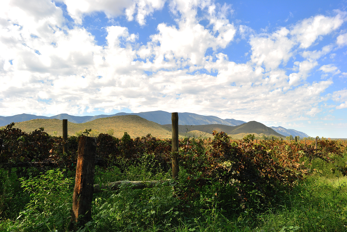 Viñedos PArras, Coahuila, Mexico