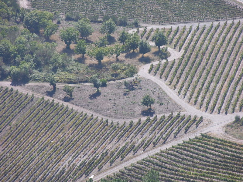 Viñedos - Valdeorras - A Rúa - Ourense