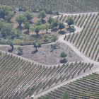 Viñedos - Valdeorras - A Rúa - Ourense