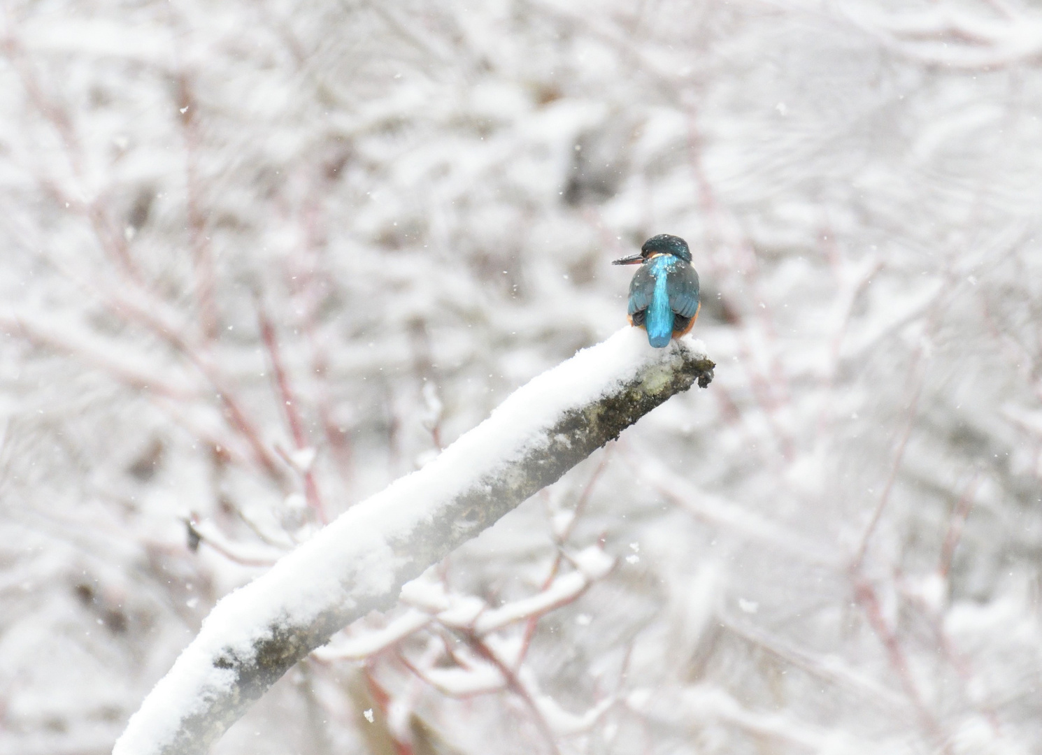 Vieeel weiß und ein kleiner blauer Klecks