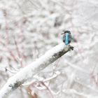 Vieeel weiß und ein kleiner blauer Klecks