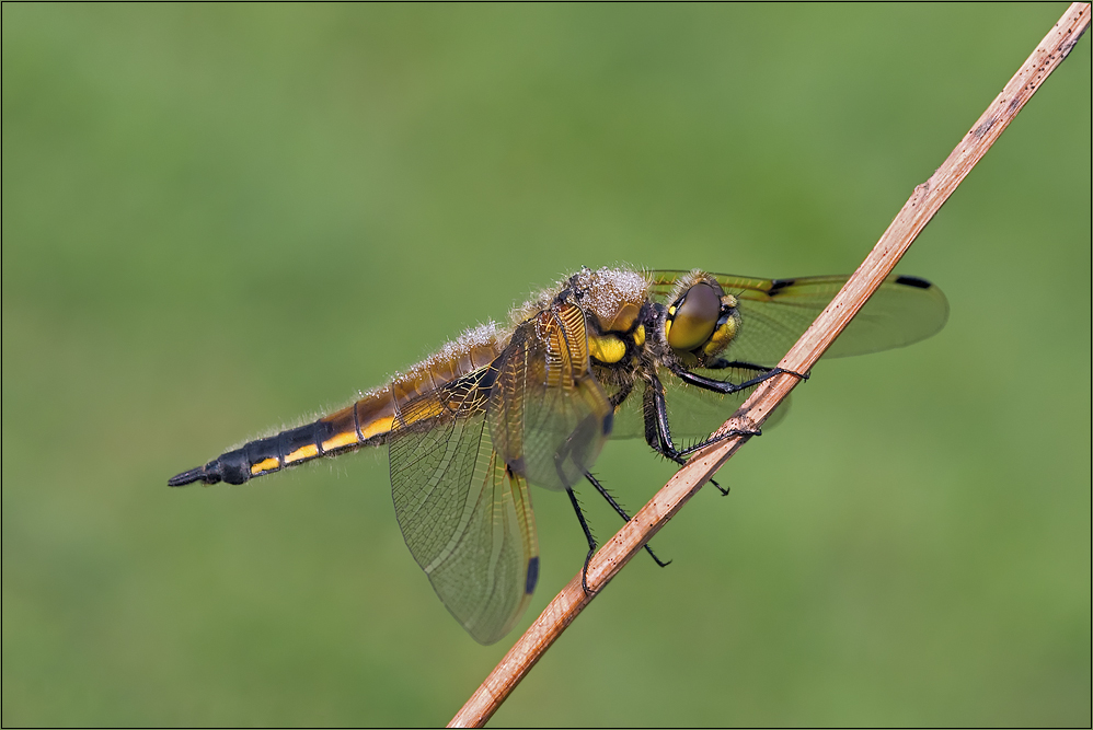 Vieflecklibelle