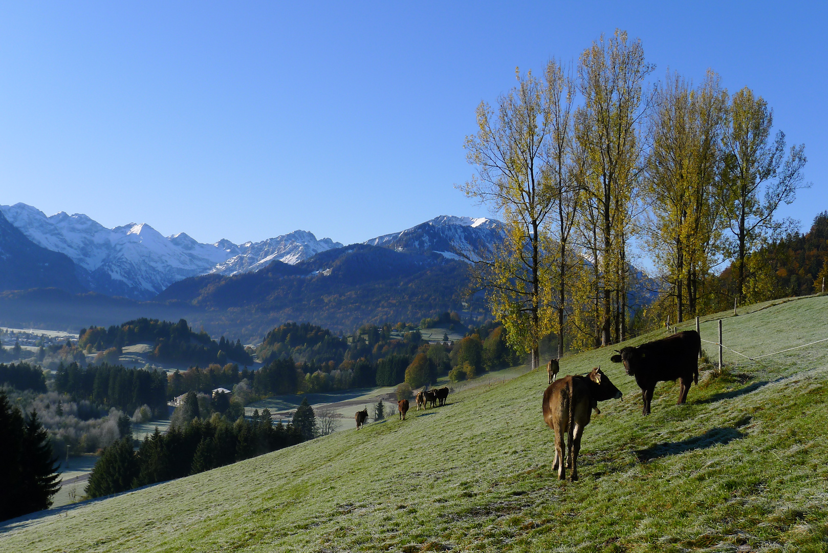 Vieh im Herbstreif bei Oberstdorf