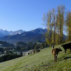 Vieh im Herbstreif bei Oberstdorf