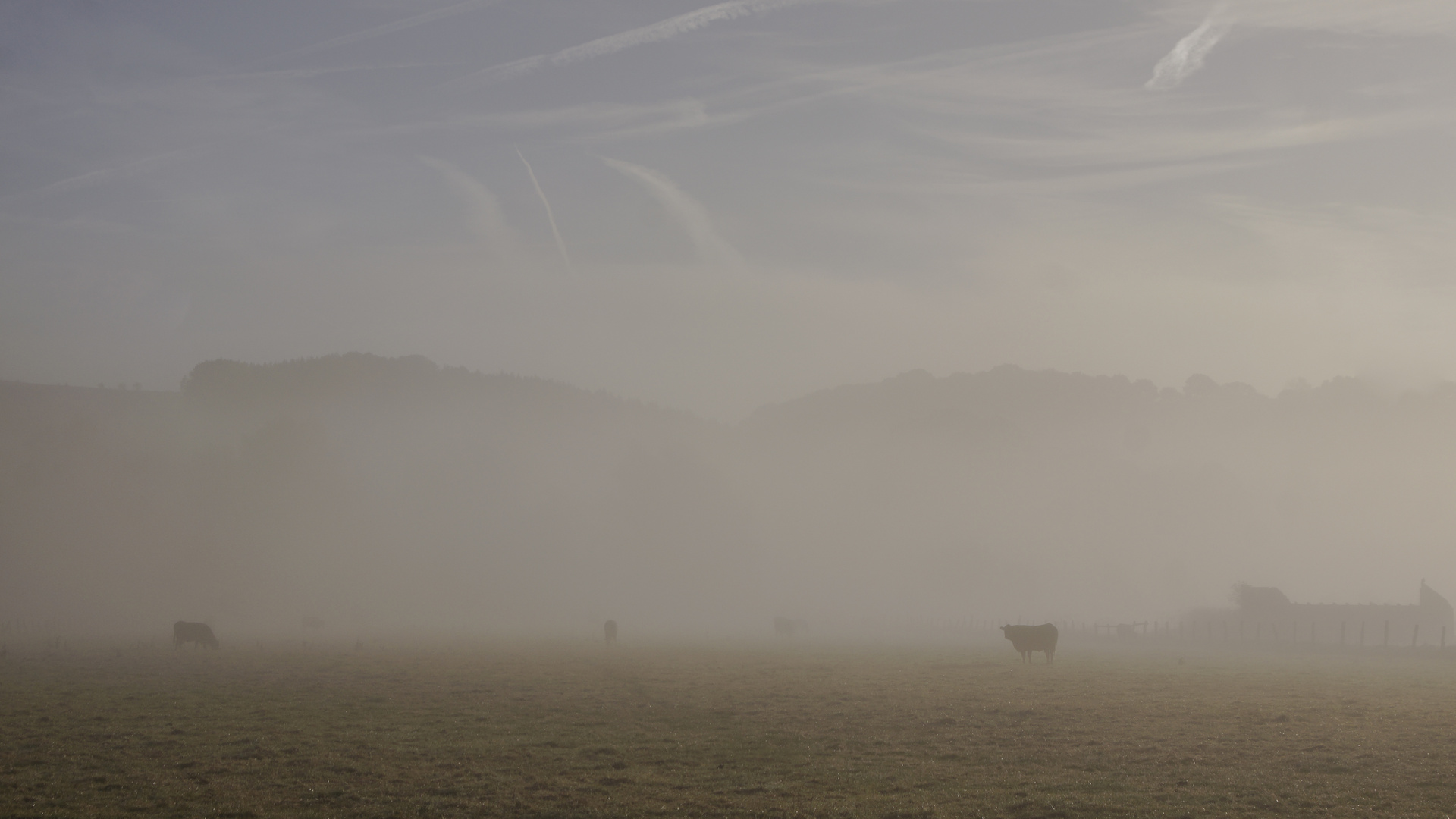 Vieh im Nebel