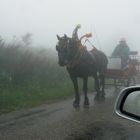 Viehauftrieb am Mt. Aigoule,