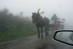 Viehauftrieb am Mt. Aigoule,