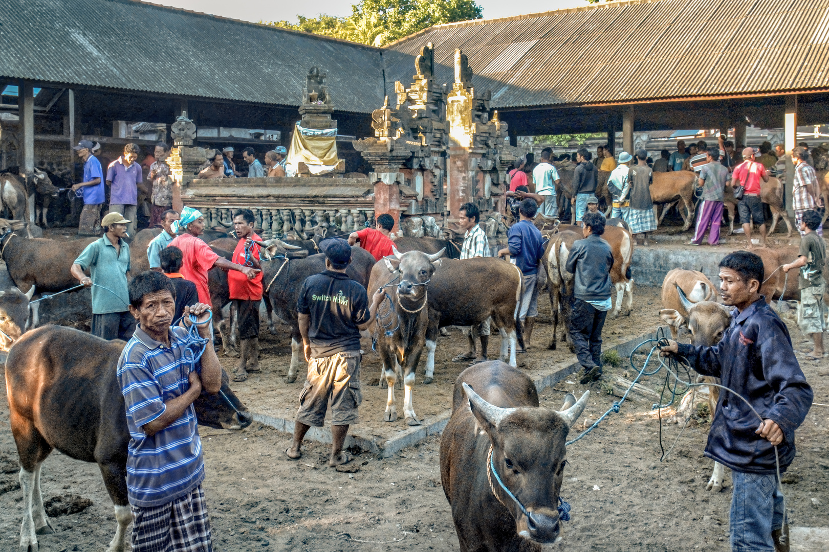 Viehmarkt auf Bali