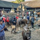 Viehmarkt auf Bali