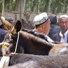 Viehmarkt in Kashgar