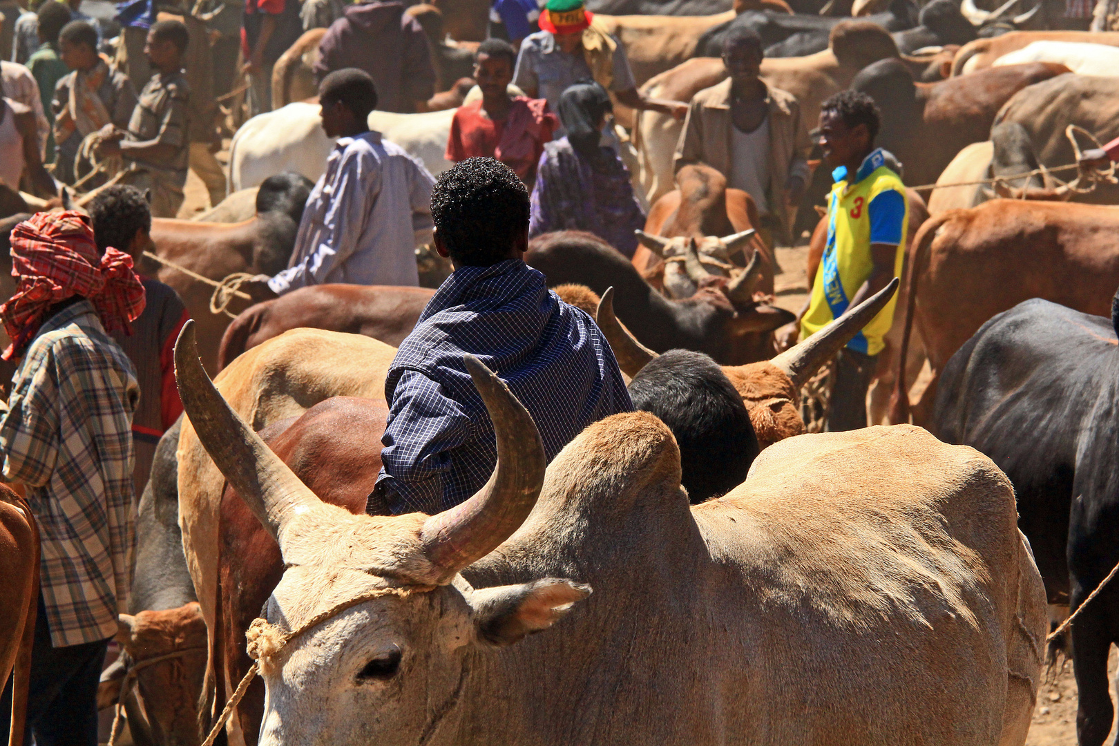 Viehmarkt in Kobo, Äthiopien
