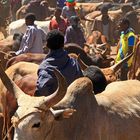 Viehmarkt in Kobo, Äthiopien