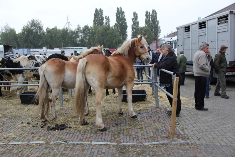 Viehmarkt in Leer