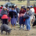 Viehmarkt in Otavalo 01