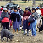 Viehmarkt in Otavalo 01