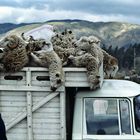 Viehmarkt in Otavalo 02