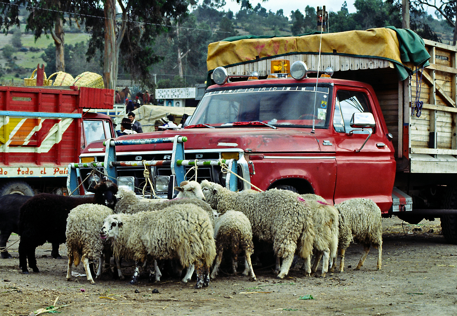 Viehmarkt in Otavalo 03