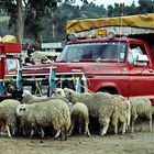 Viehmarkt in Otavalo 03