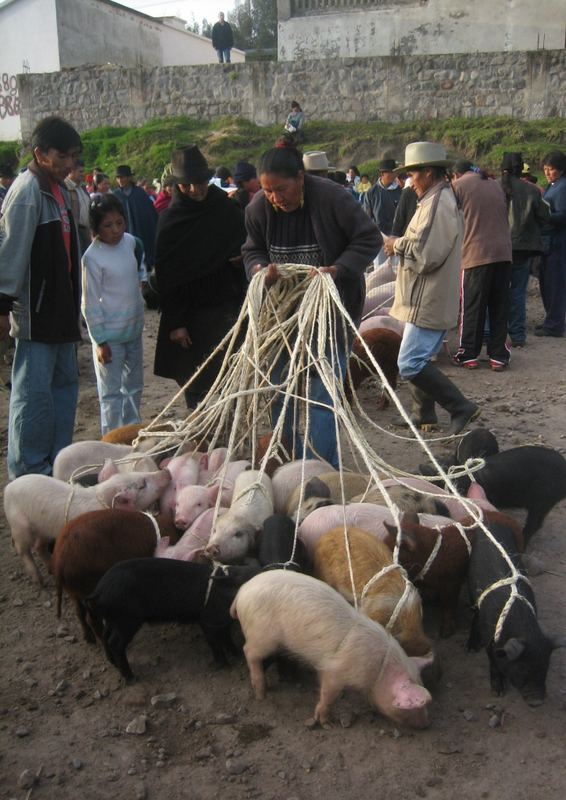 Viehmarkt in Otavalo