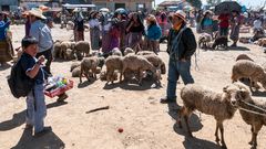 Viehmarkt in San Francisco el Alto (II) - Guatemala