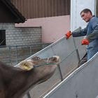 Viehmarkt in Sarnen oder Zähmung der Wiederspenstigen