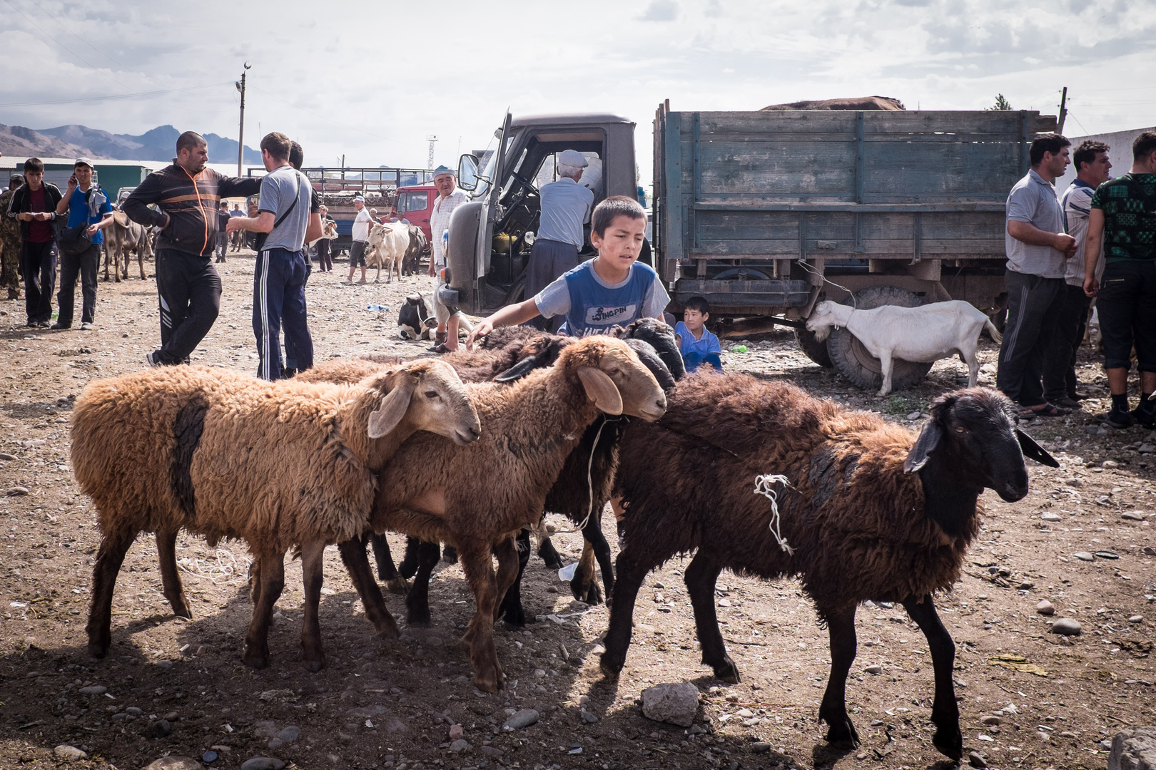 Viehmarkt in Tokmok (Kirgisistan) - August 2013