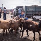 Viehmarkt in Tokmok (Kirgisistan) - August 2013