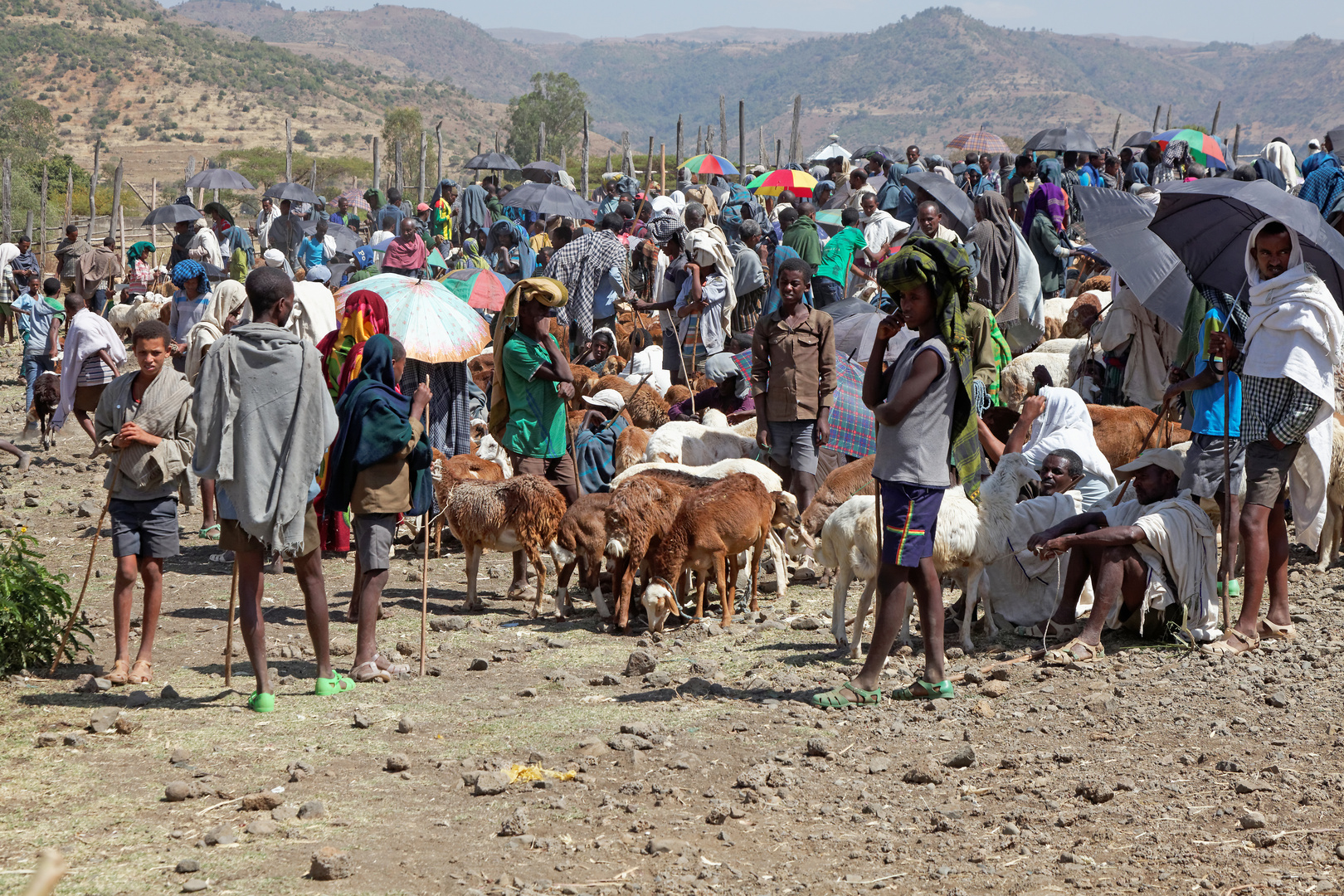 Viehmarkt Tisissat_1