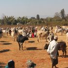 Viehmarktpanorama in Heho