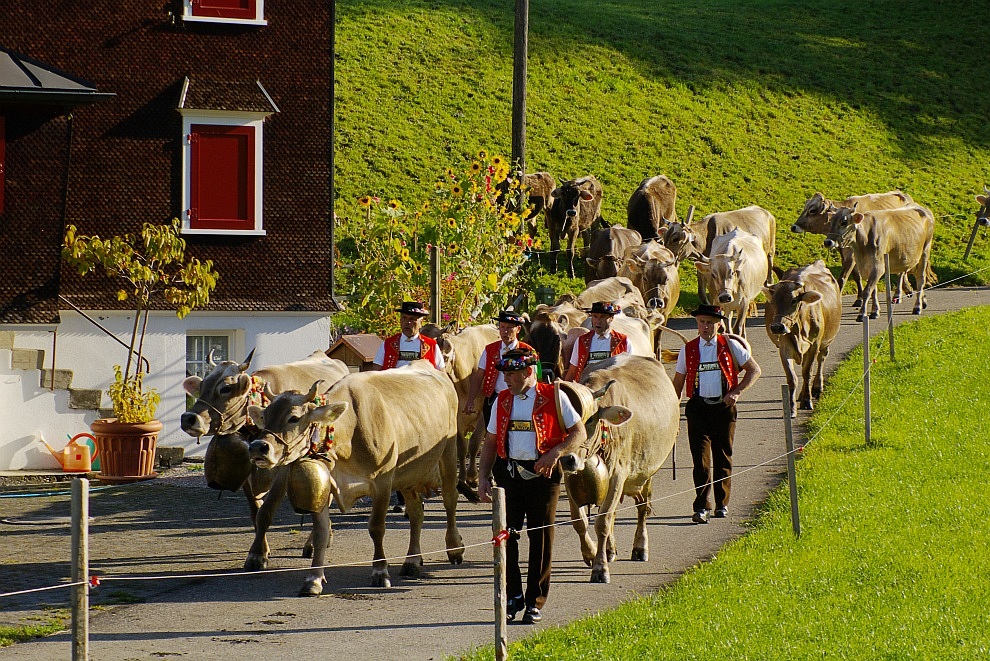 Viehschau 2010  die Ankunft