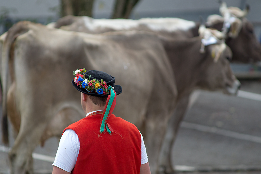 Viehschau... Foto & Bild europe, schweiz & liechtenstein, kt