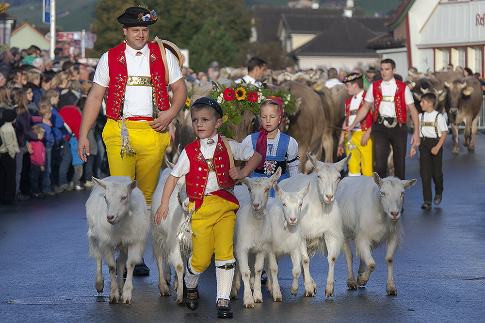 Viehschau Appenzell Foto & Bild  kunstfotografie & kultur, bräuche, tradition Bilder auf 
