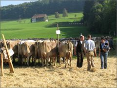 Viehschau in St. Georgen / St. Gallen