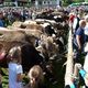 Viehscheid 2013 in Obermaiselstein - 1