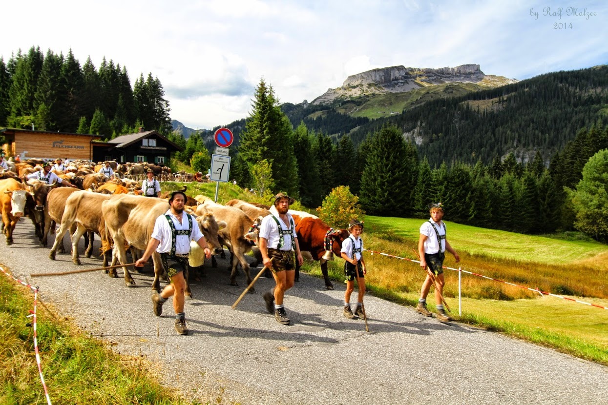 Viehscheid / Alpabtrieb im Kleinwalsertal mit Ifen