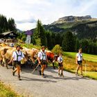 Viehscheid / Alpabtrieb im Kleinwalsertal mit Ifen