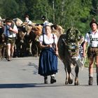 Viehscheid Bolsterlang