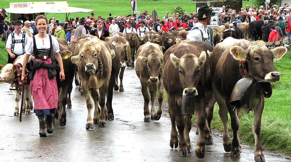 Viehscheid im Allgäu 2