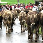 Viehscheid im Allgäu 2