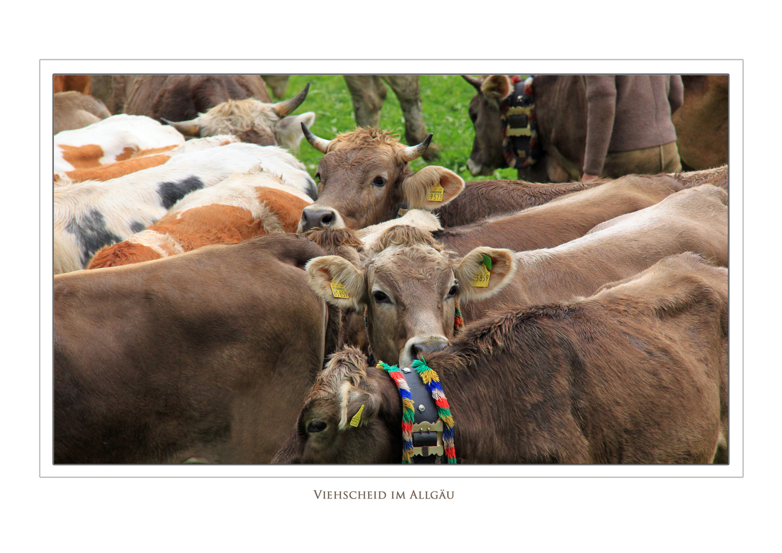 Viehscheid im Allgäu 2016