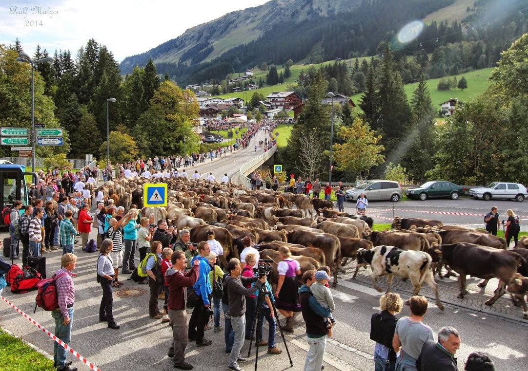 Viehscheid im Kleinwalsertal