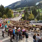 Viehscheid im Kleinwalsertal