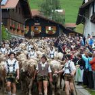 Viehscheid in Gunzesried/Allgäu - 1 (15.09.2012)