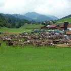 Viehscheid in Gunzesried/Allgäu - 2 (15.09.2012)