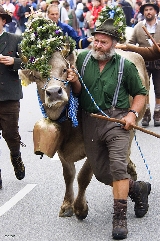 Viehscheid in Pfronten