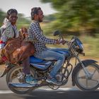 Viehtransport auf indisch