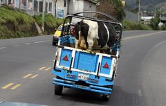 Viehtransport in Ecuador