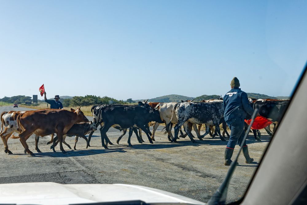Viehtrieb Foto & Bild africa, southern africa, south africa Bilder