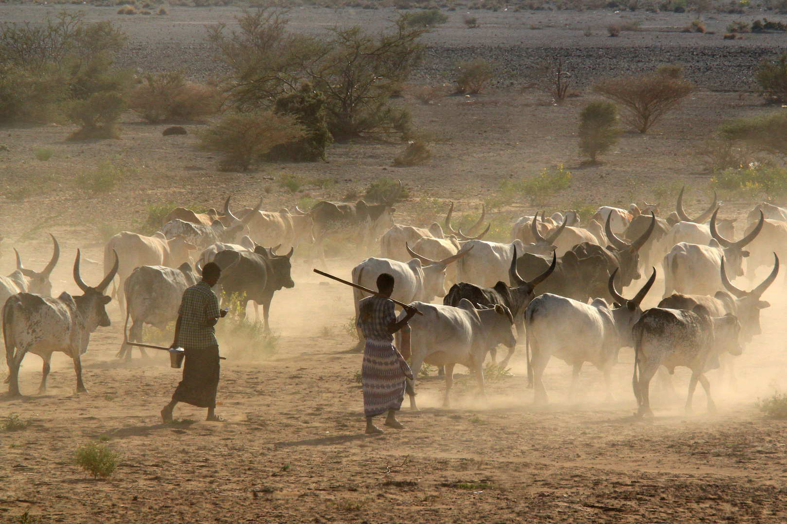 Viehtrieb, Äthiopien